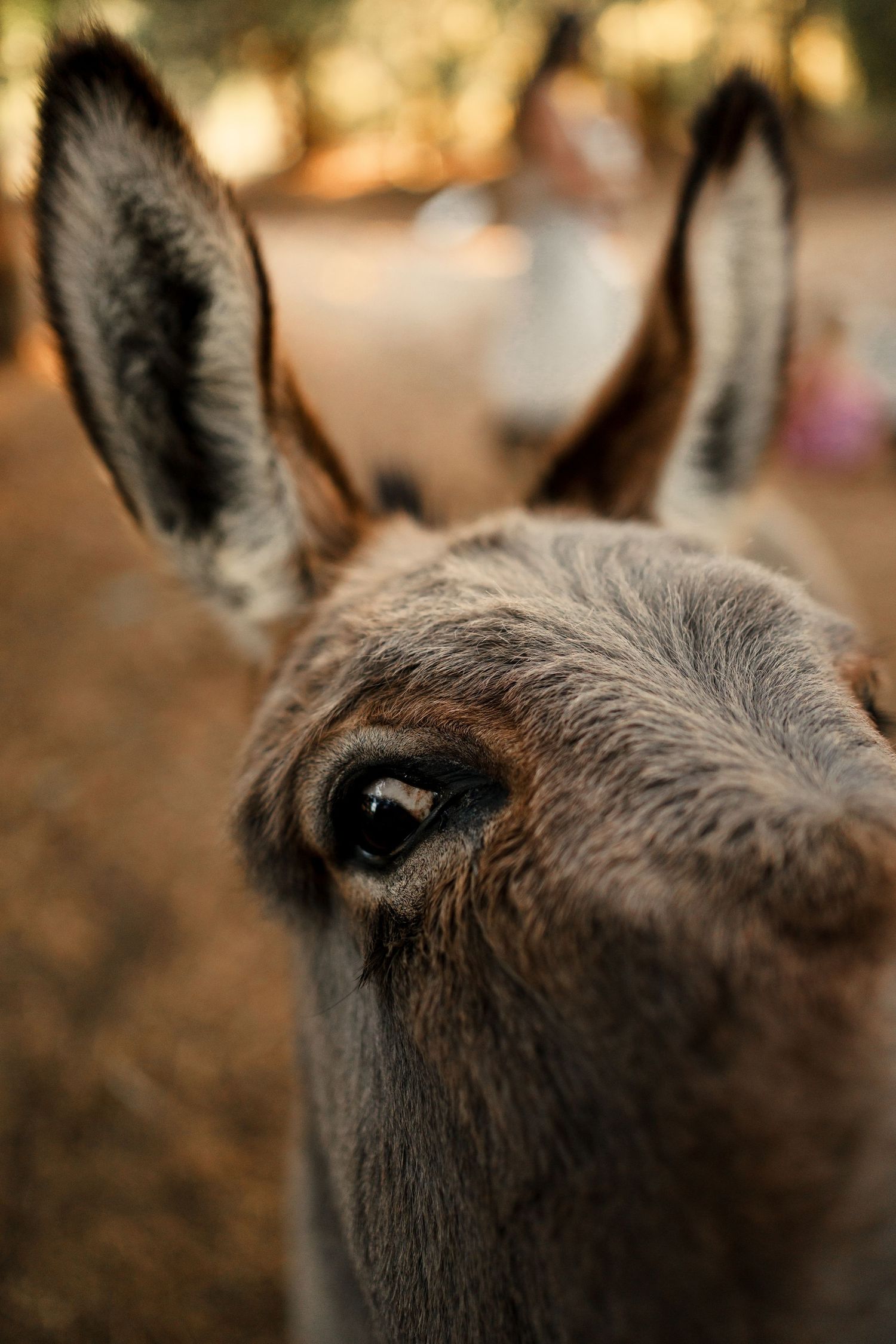 Close-up view of a donkey's ears and face in warm lighting.