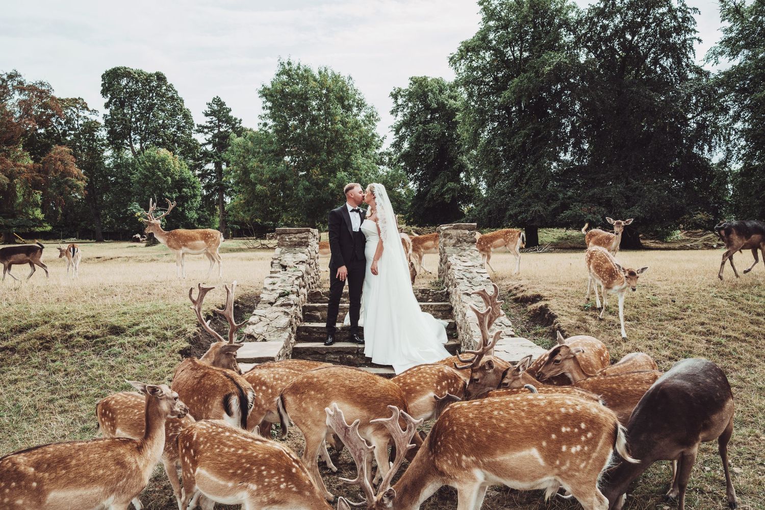 A bride and groom share a romantic moment on stone steps surrounded by a herd of fallow deer in a scenic park.