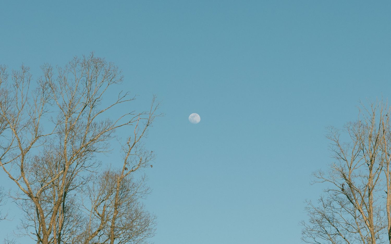 Bare winter trees silhouetted against a clear blue sky with a visible moon in the background.