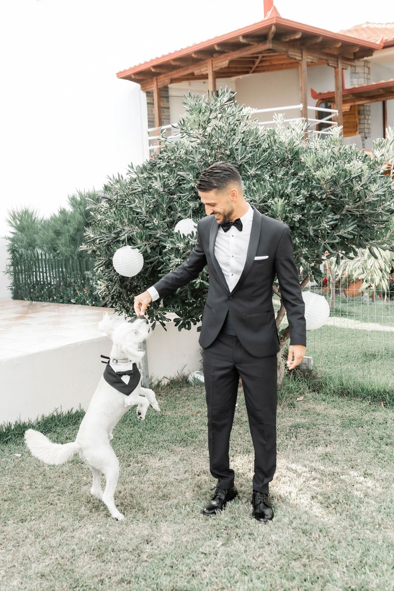 A groom in a black tuxedo plays with a small white dog on a grassy lawn near olive trees.