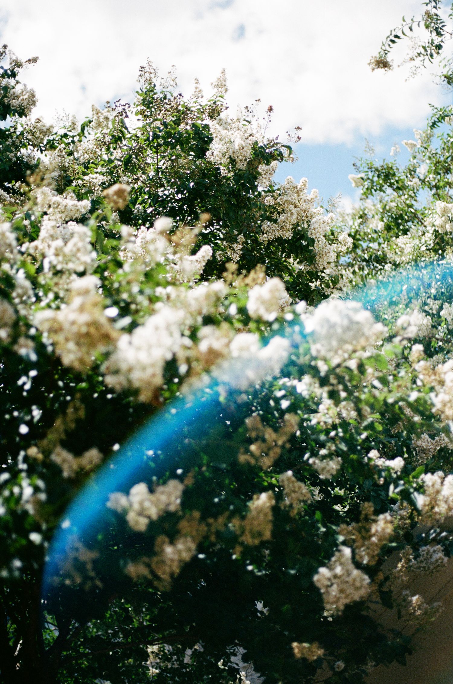 Delicate white cherry blossoms blooming against a vibrant blue sky background.