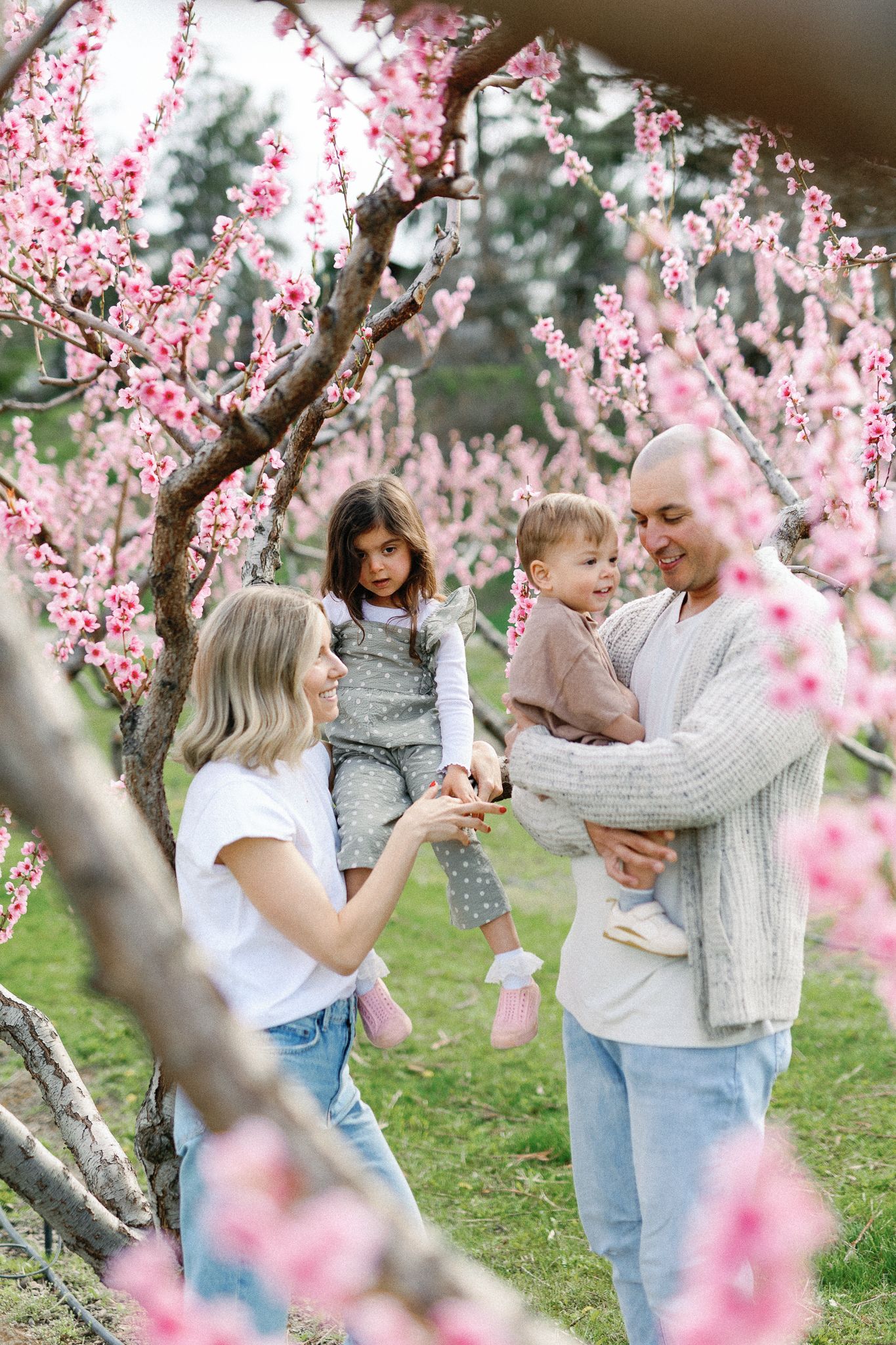 A family enjoys a spring day together under blooming pink cherry blossom trees in an orchard.