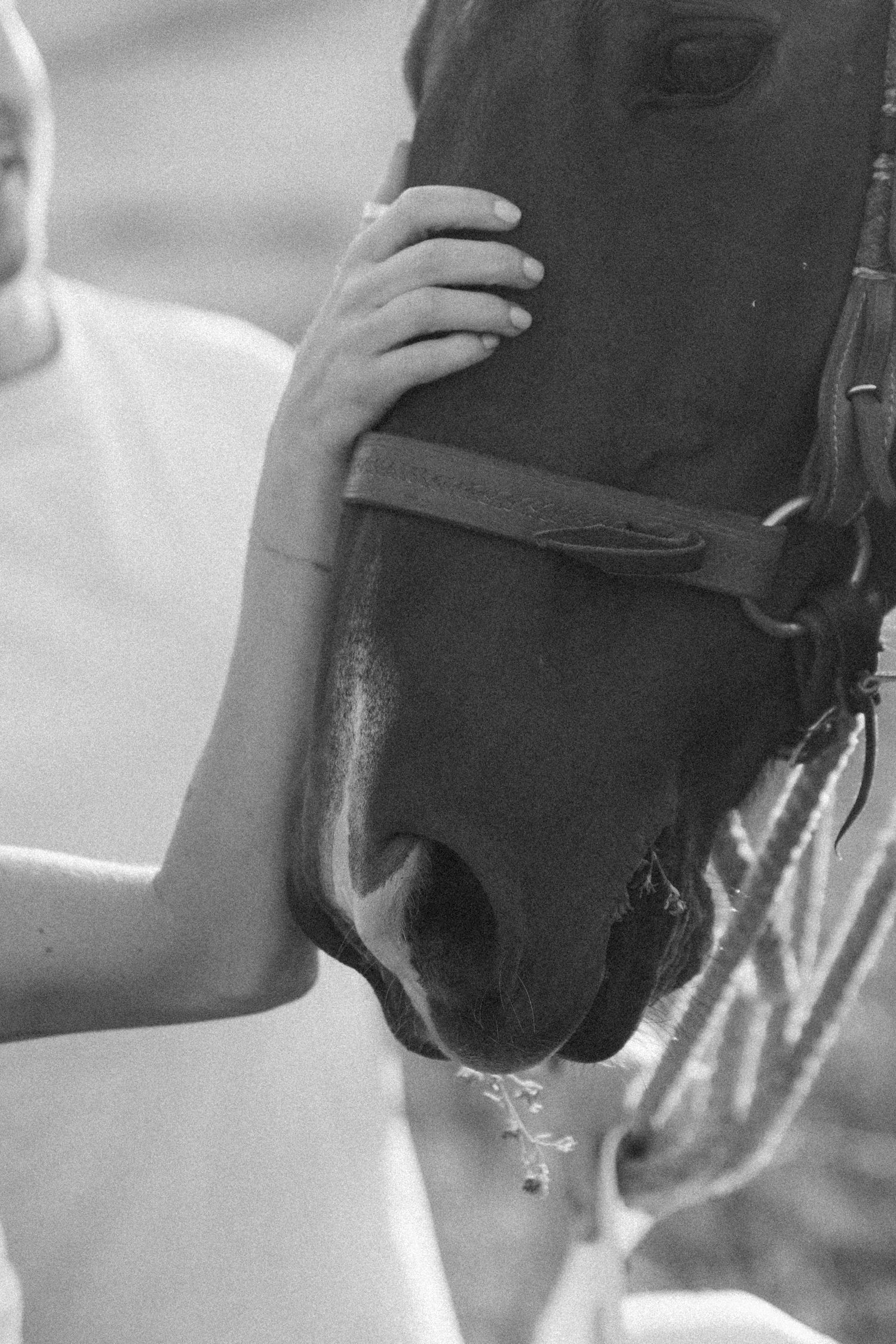 Close up view of a dark horse's face and muzzle with hands gently petting its head.