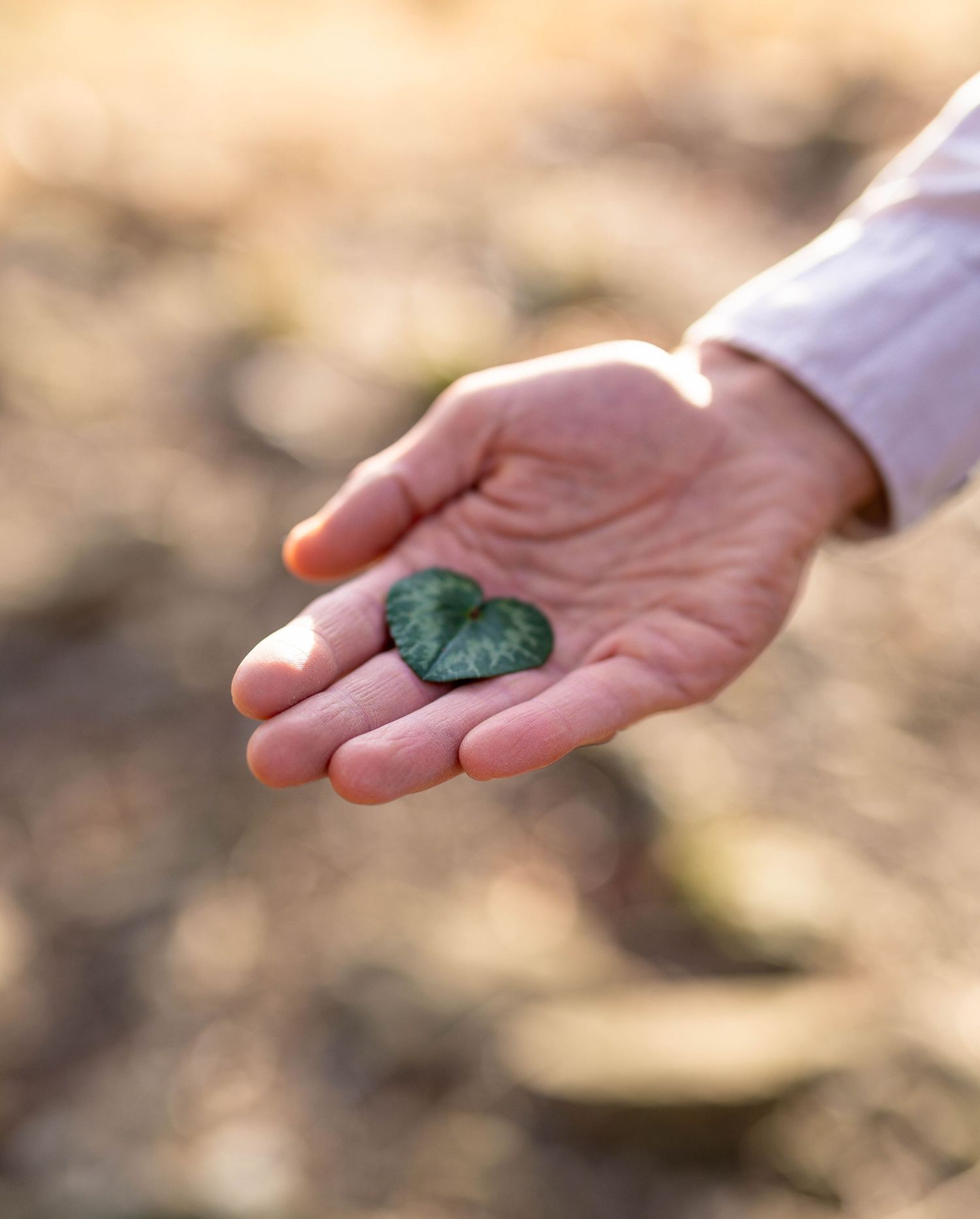 Lifestyle-Produktfotografie in der Natur: Eine Hand hält ein grünes Herz, visuelles Storytelling in Chur.