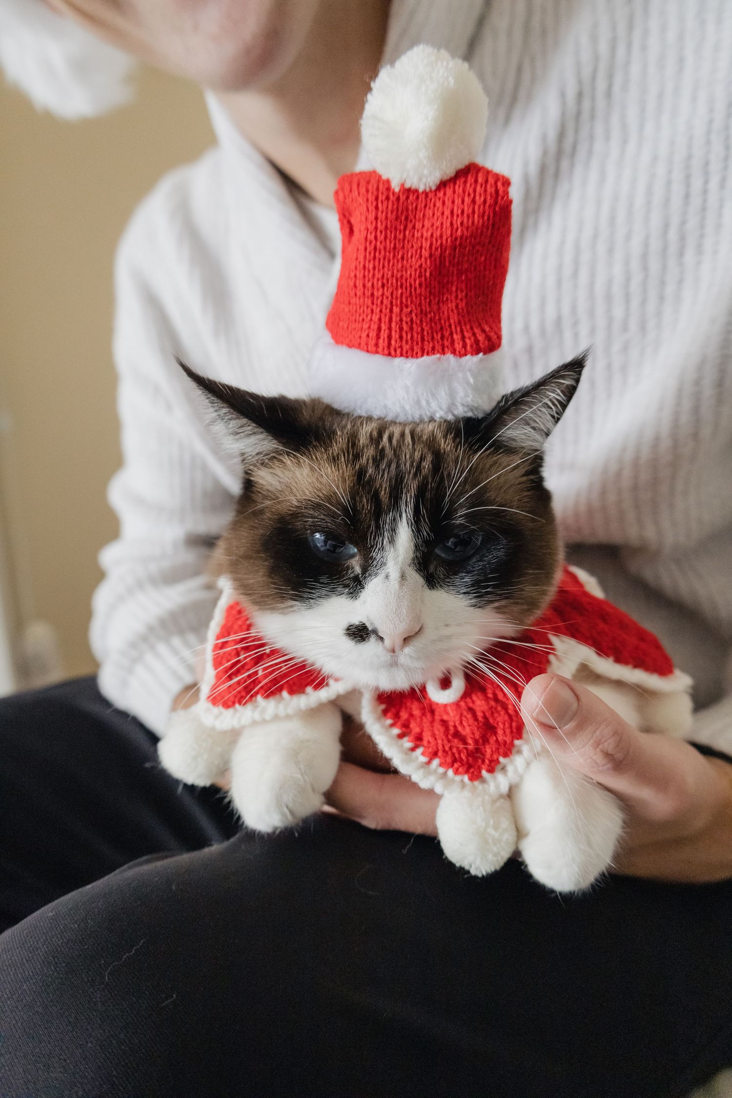 A picture by Sara Pang (MSK Productions) of a man holding a cat in a Christmas hat and collar.