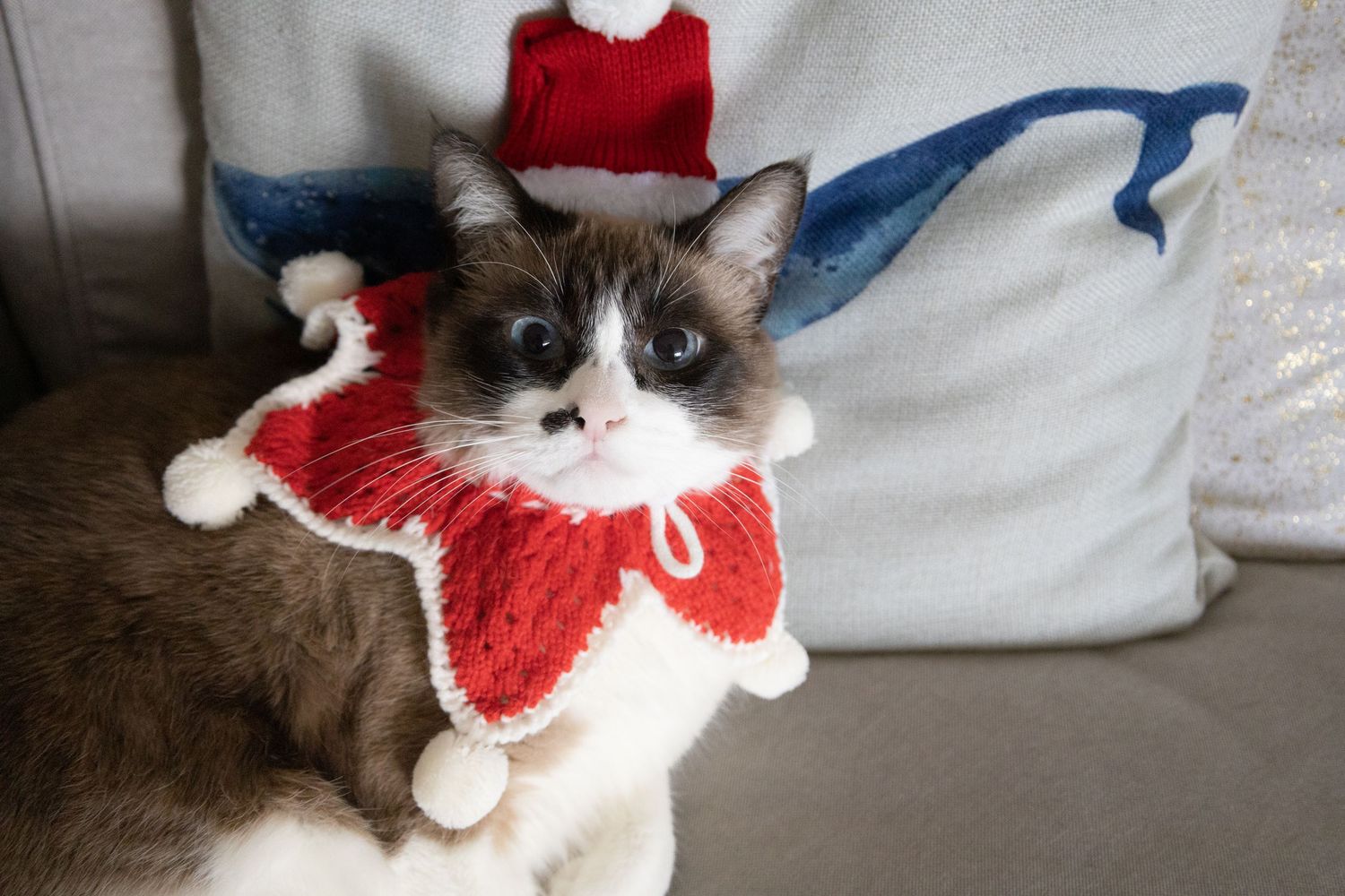 A picture by Sara Pang (MSK Productions) of a cat in a Christmas hat and collar whilke leaning on some couch pillows.