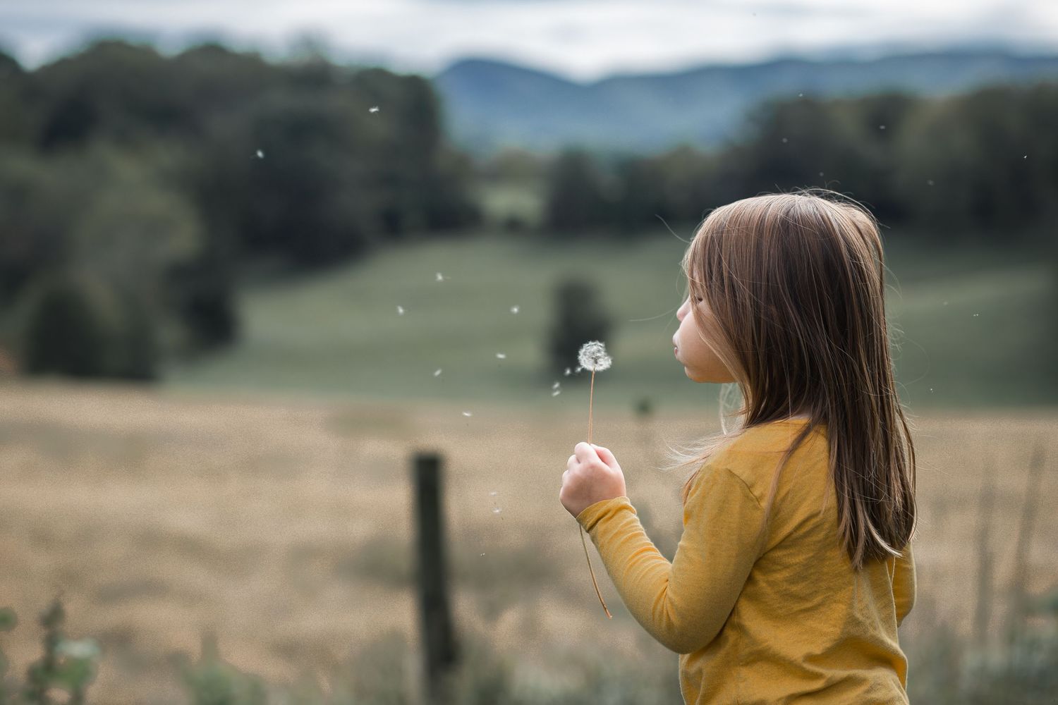 A little girl blowing on a dandelion, making a wish