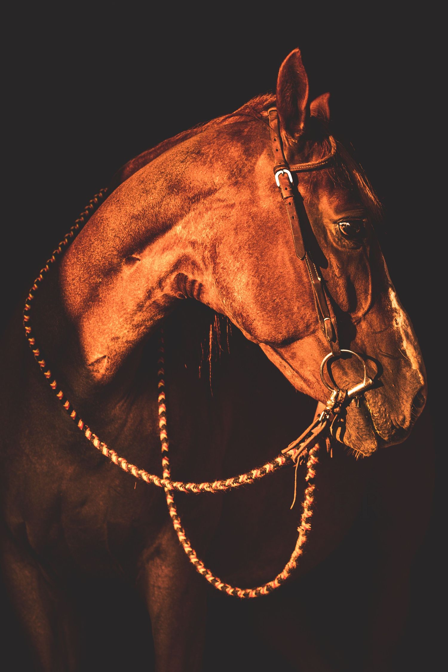 A gorgeous black background portrait of a horse.