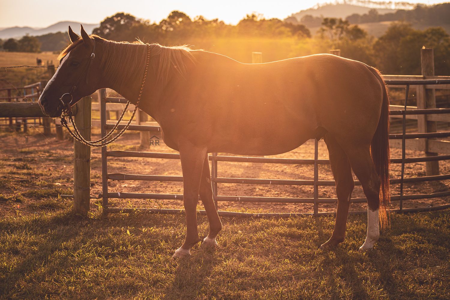 A beautiful sorrel horse with golden light reaching over him from the background.