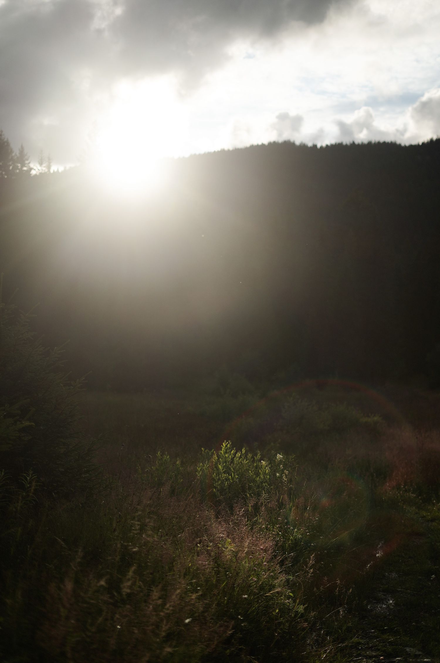 Le soleil qui se couche derrière une forêt de montagne au Plateau des Glières en Haute-Savoie.