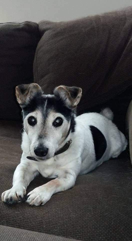 A black and white Jack Russell terrier dog lounges comfortably on a dark brown couch.