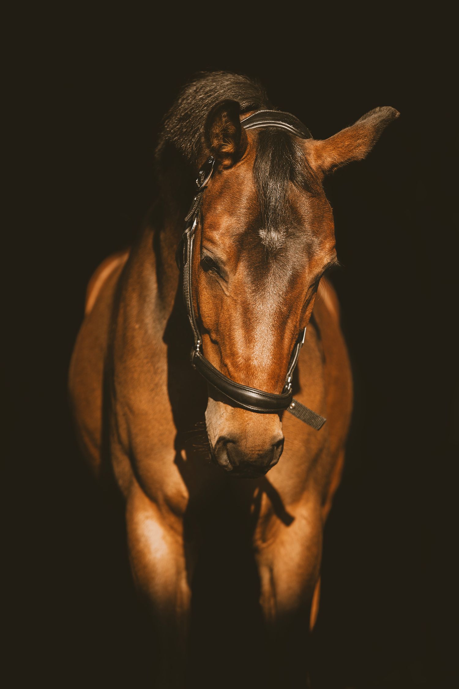 A series of dark artistic photographs showing close-up views of a brown horse's head and face against a black background.