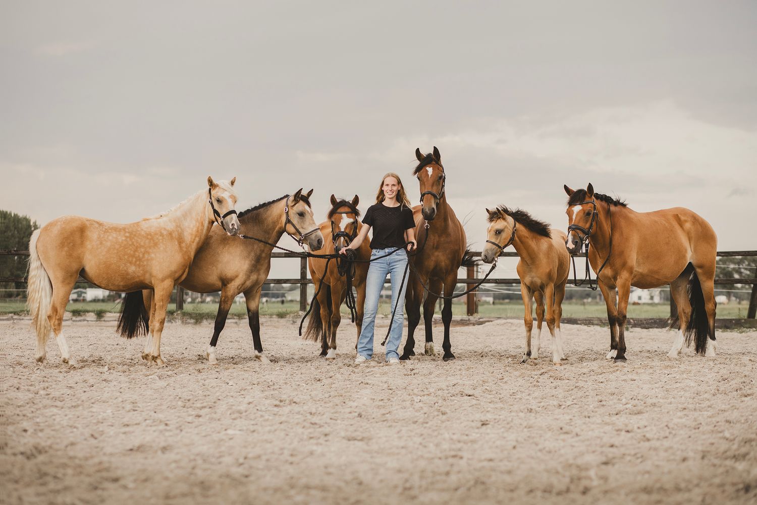 A panoramic sequence of brown horses standing together in a snowy winter field under an overcast sky.
