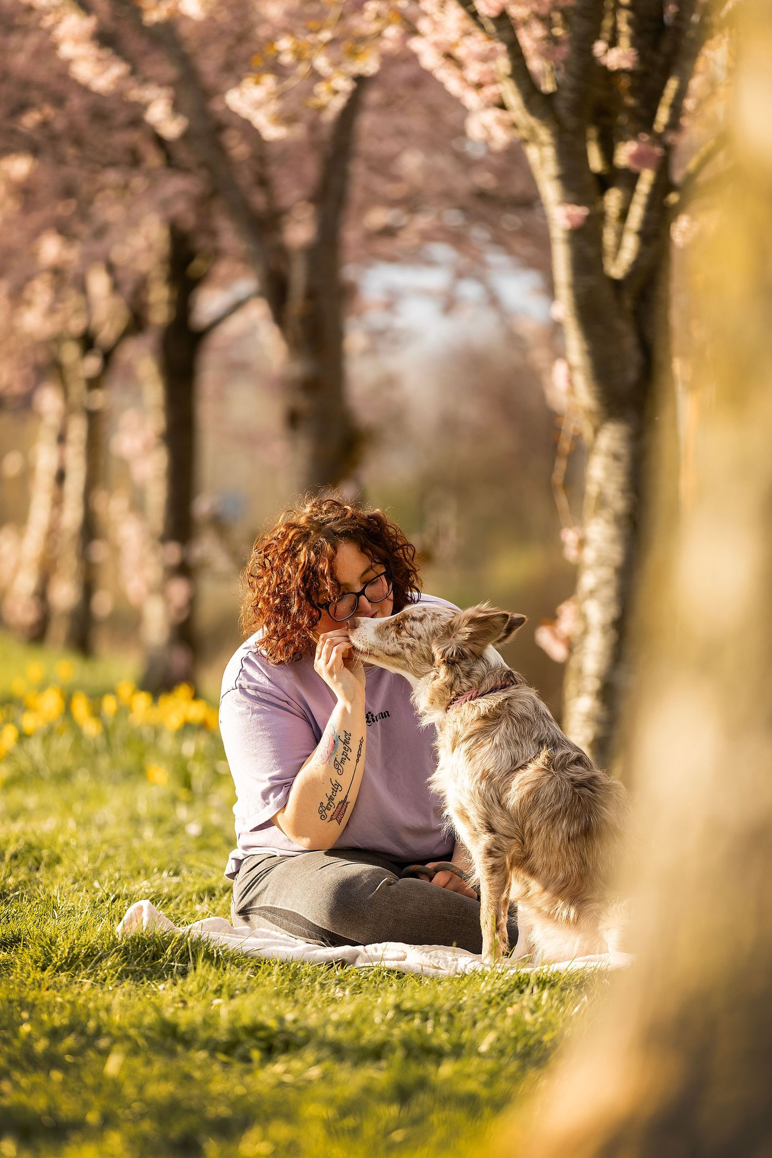 A person and their Australian Shepherd dog share a tender moment under blooming spring trees with daffodils in the grass.