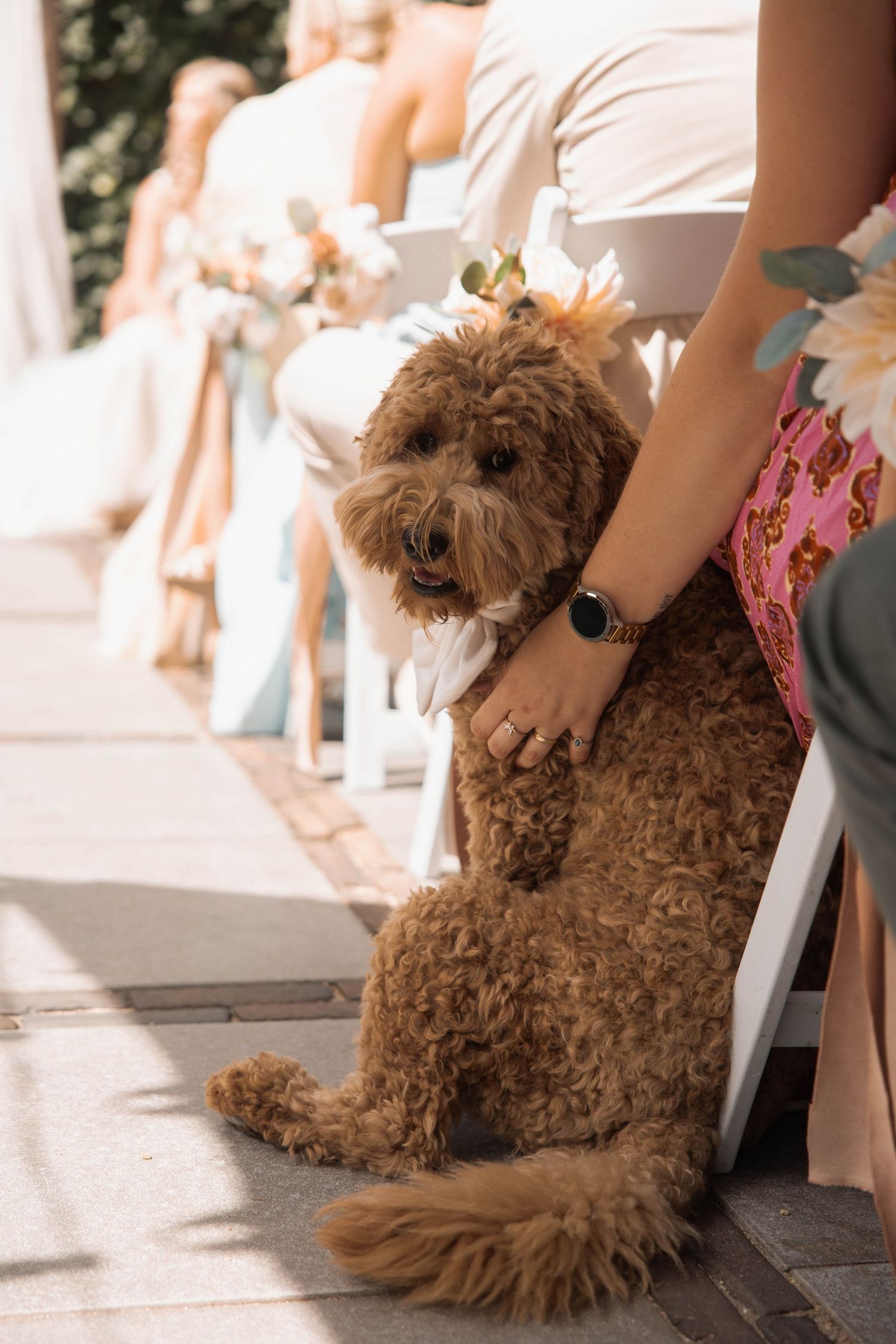 Fluffy golden doodle dog wearing a bow tie sits beside wedding guests in white chairs at an outdoor ceremony.