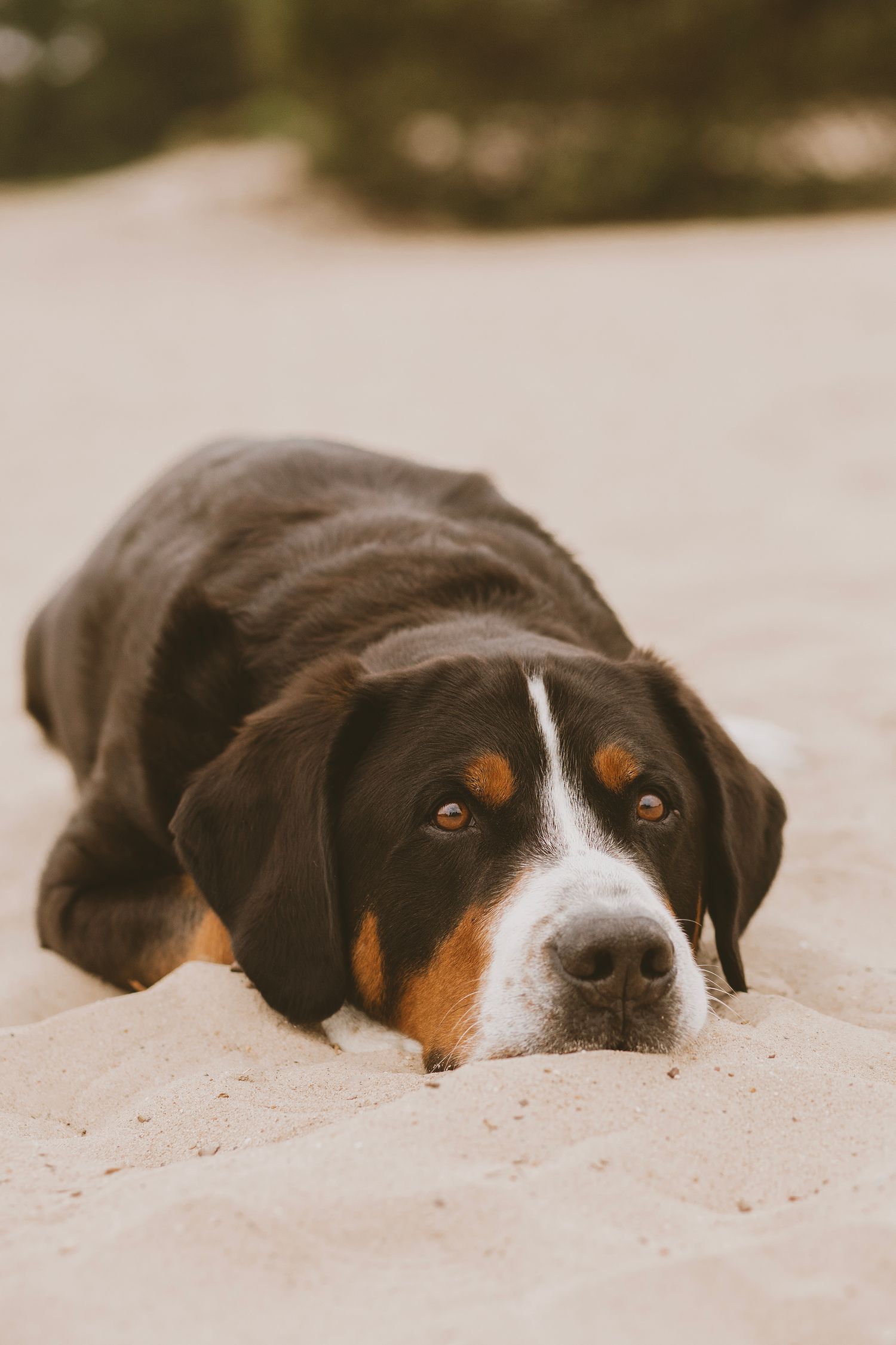 A brown and black dog peeks over sandy ground with just its eyes and nose visible in a playful manner.