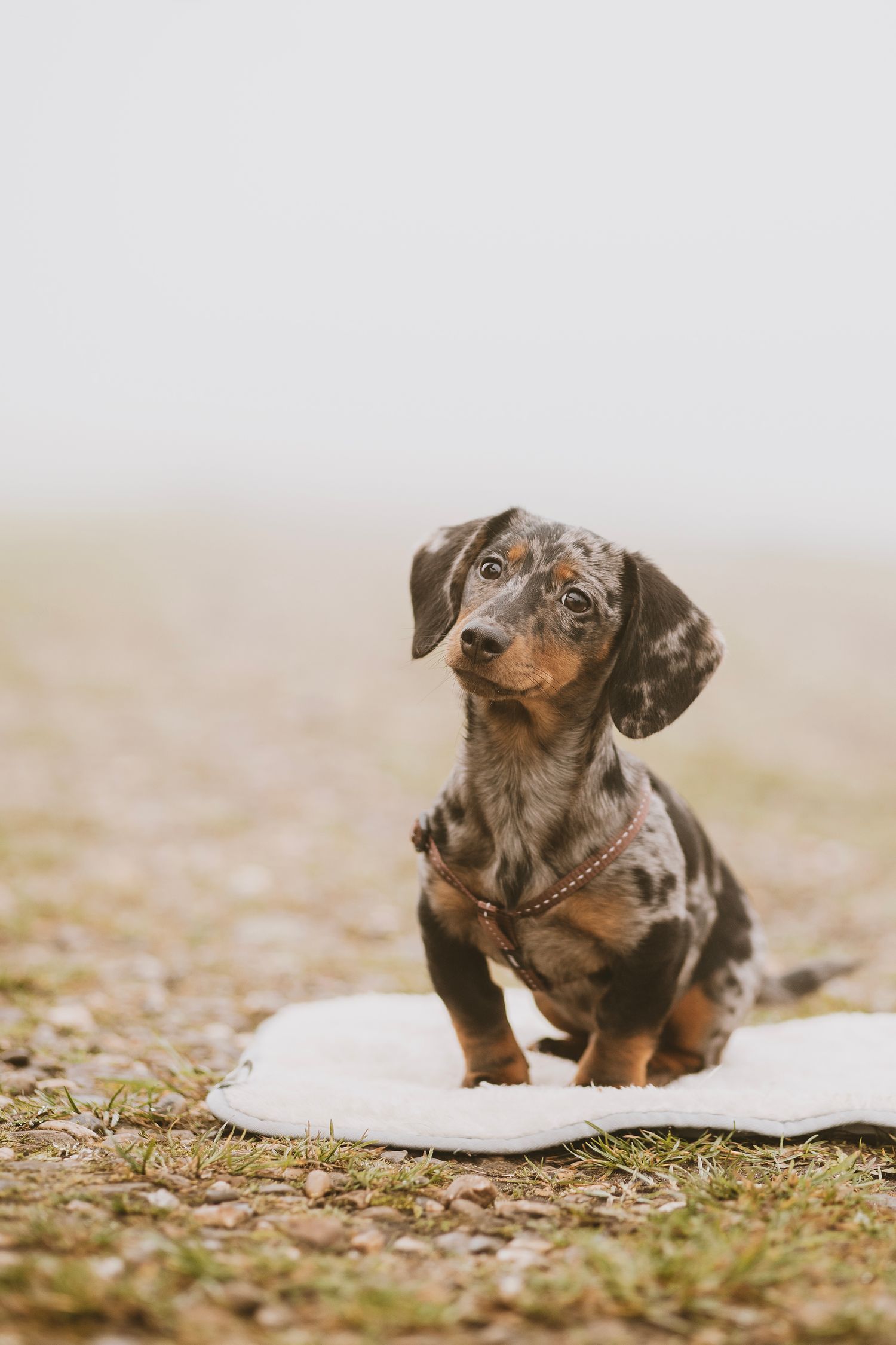 Three adorable dachshund puppies sitting on grass in a panoramic sequence.