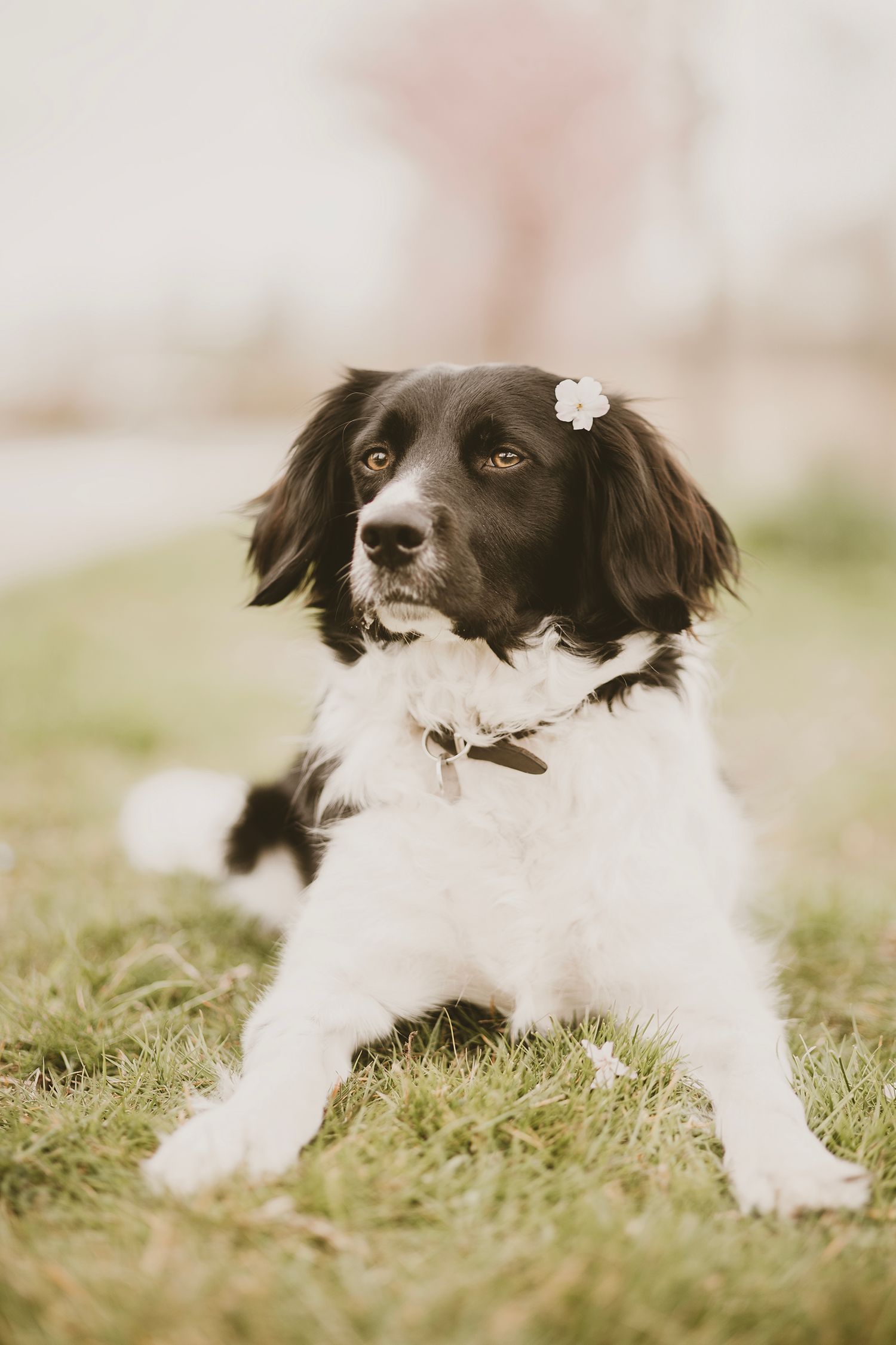 A black and white spaniel dog lies in the grass with a soft focus background creating a dreamy portrait.