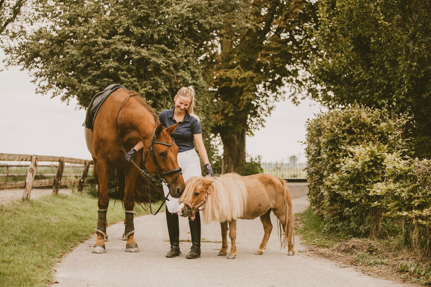 A series of five photos showing people leading and riding horses along a tree-lined path during a sunny day.