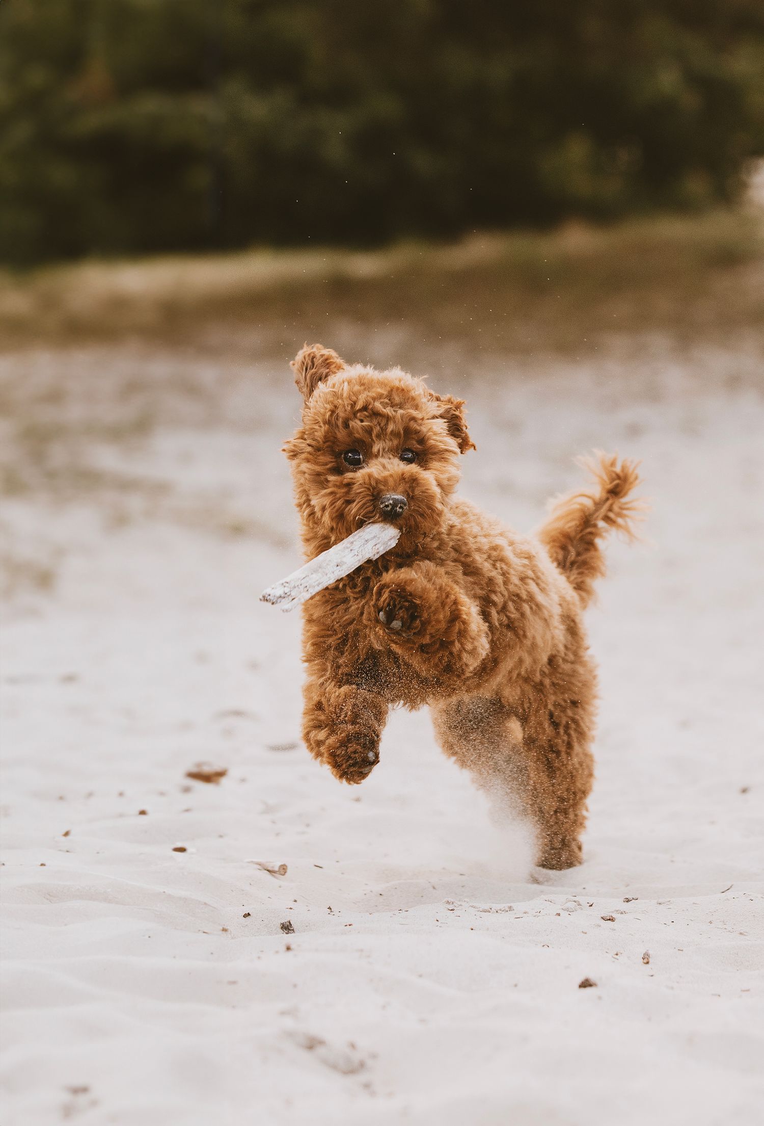 A playful brown goldendoodle puppy jumps and runs through snow while carrying a stick in its mouth.