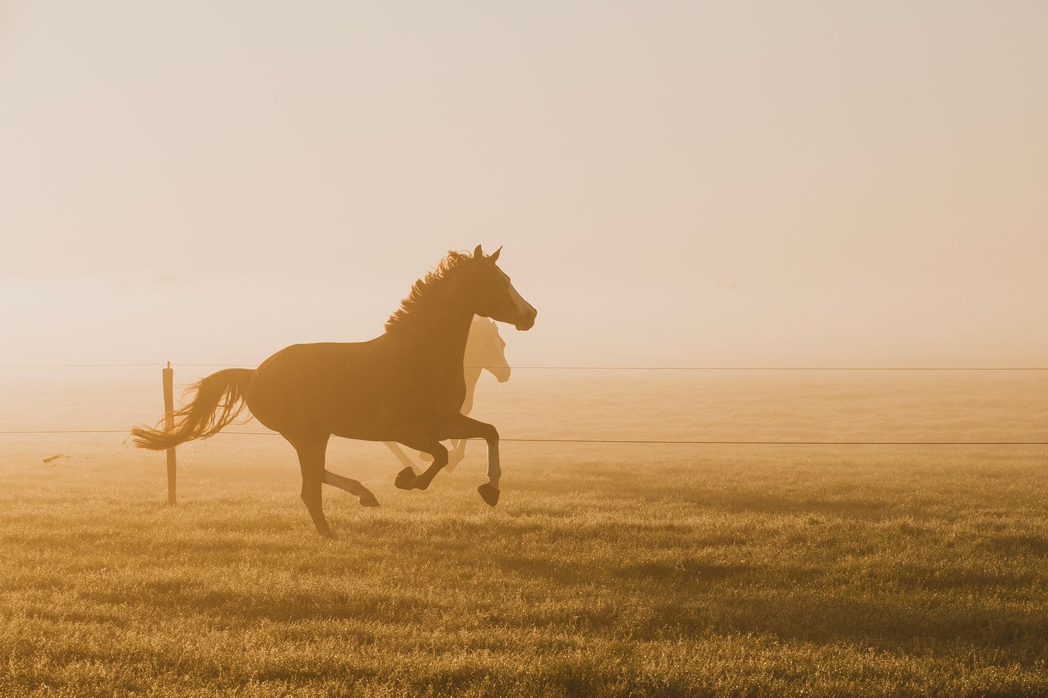 A silhouetted horse gallops across a misty golden field at sunset creating a dramatic panoramic scene.