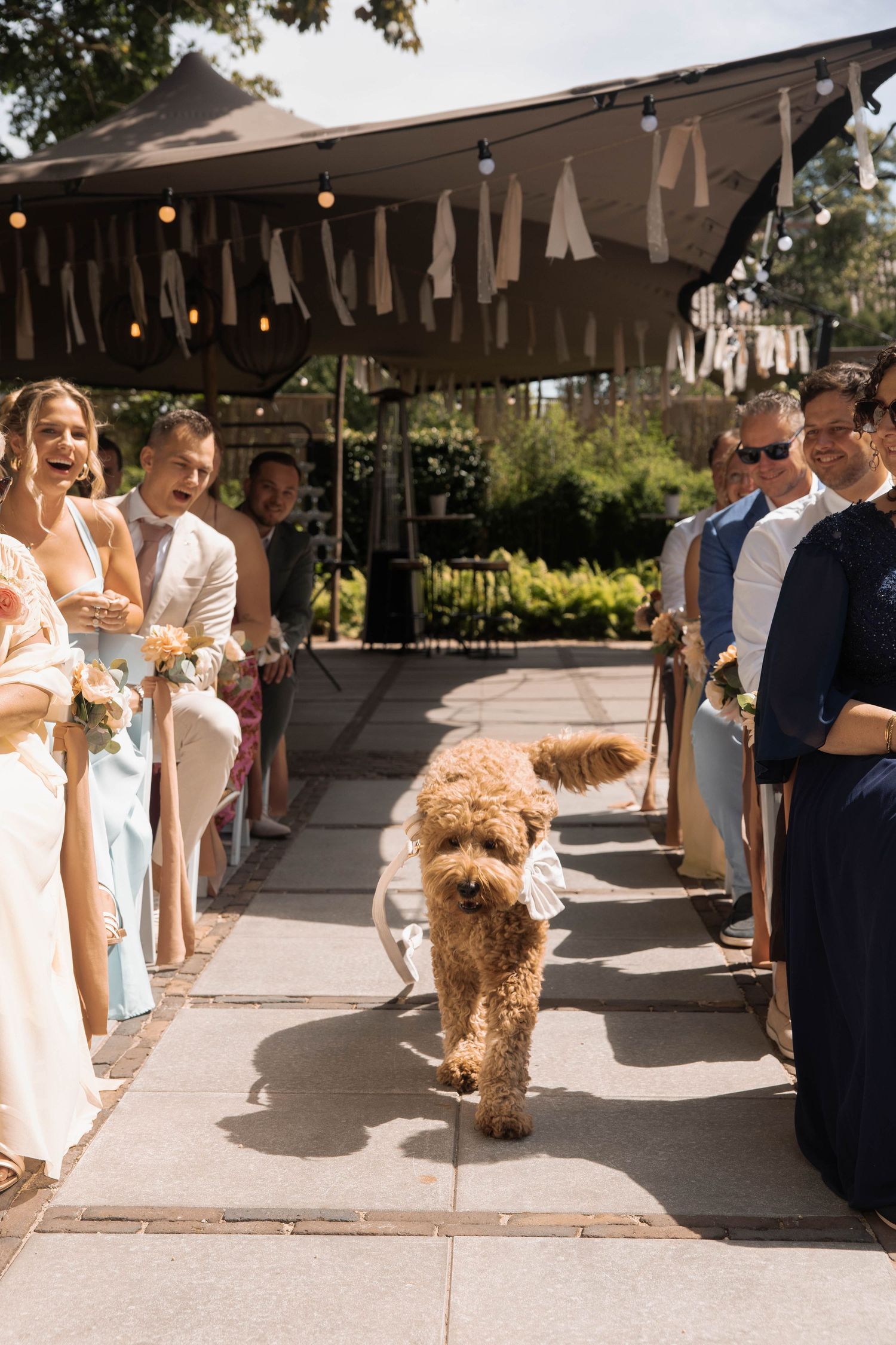 A fluffy golden doodle walks down the wedding aisle as guests laugh and smile during an outdoor ceremony.