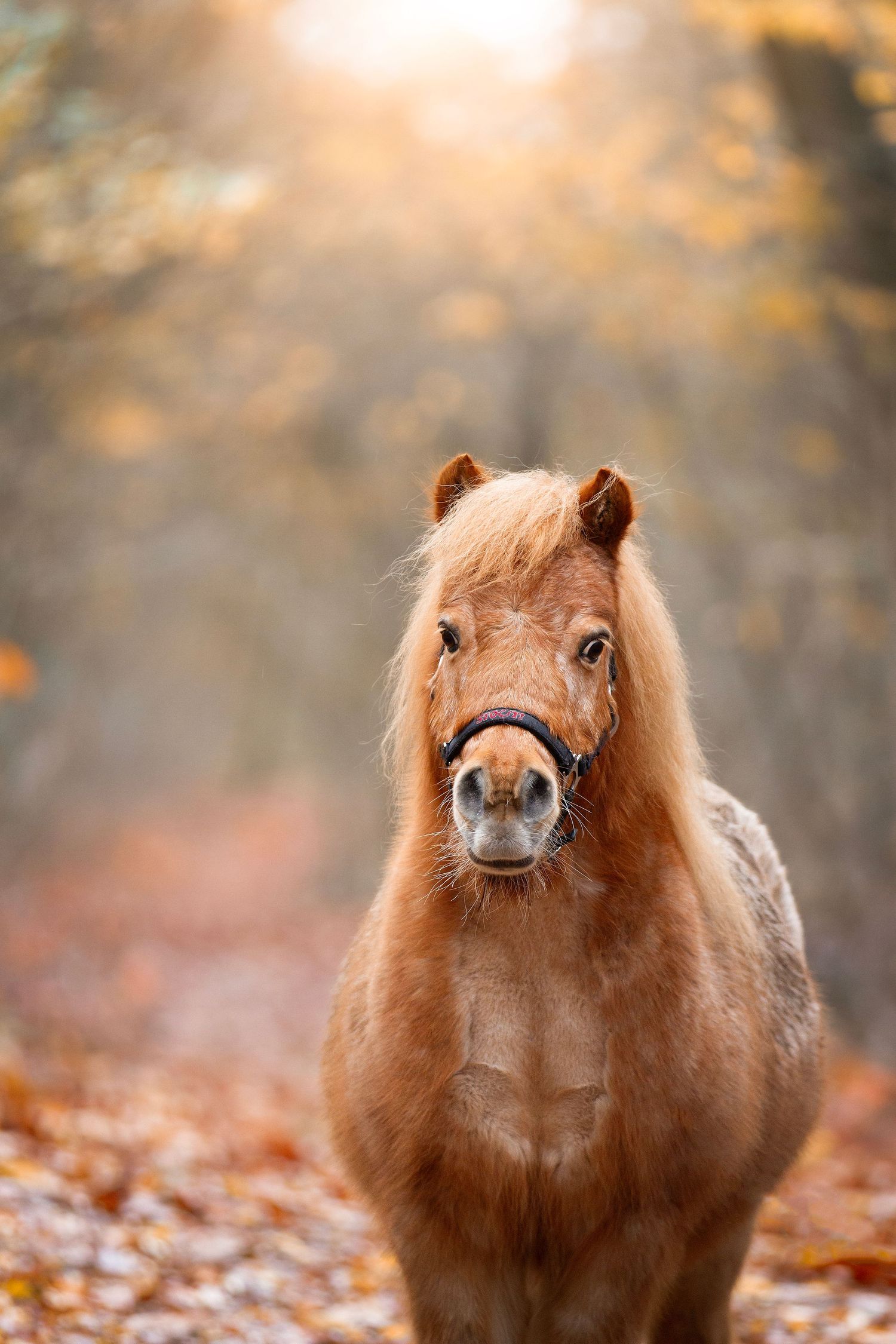 Adorable chestnut miniature pony standing in autumn forest with golden leaves and soft bokeh background.