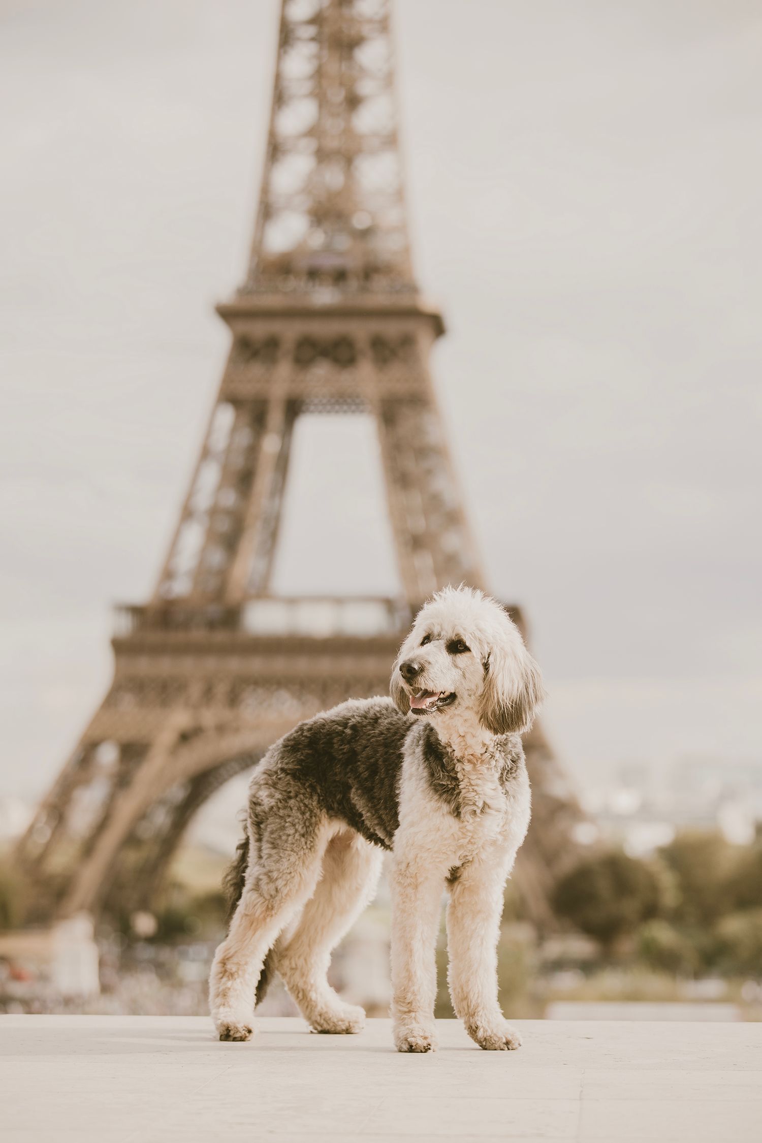 A fluffy white and gray poodle mix dog poses in front of the iconic Eiffel Tower in Paris on a cloudy day.