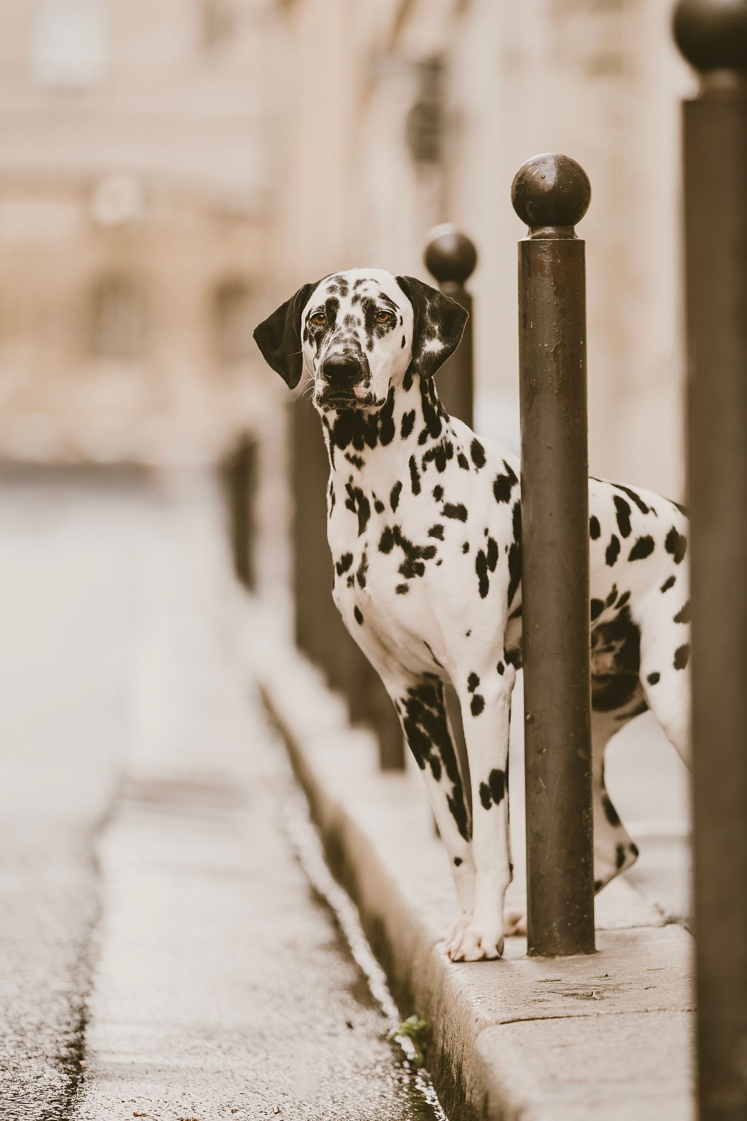 A black and white photograph shows a Dalmatian dog peeking through metal fence posts in an artistic composition.