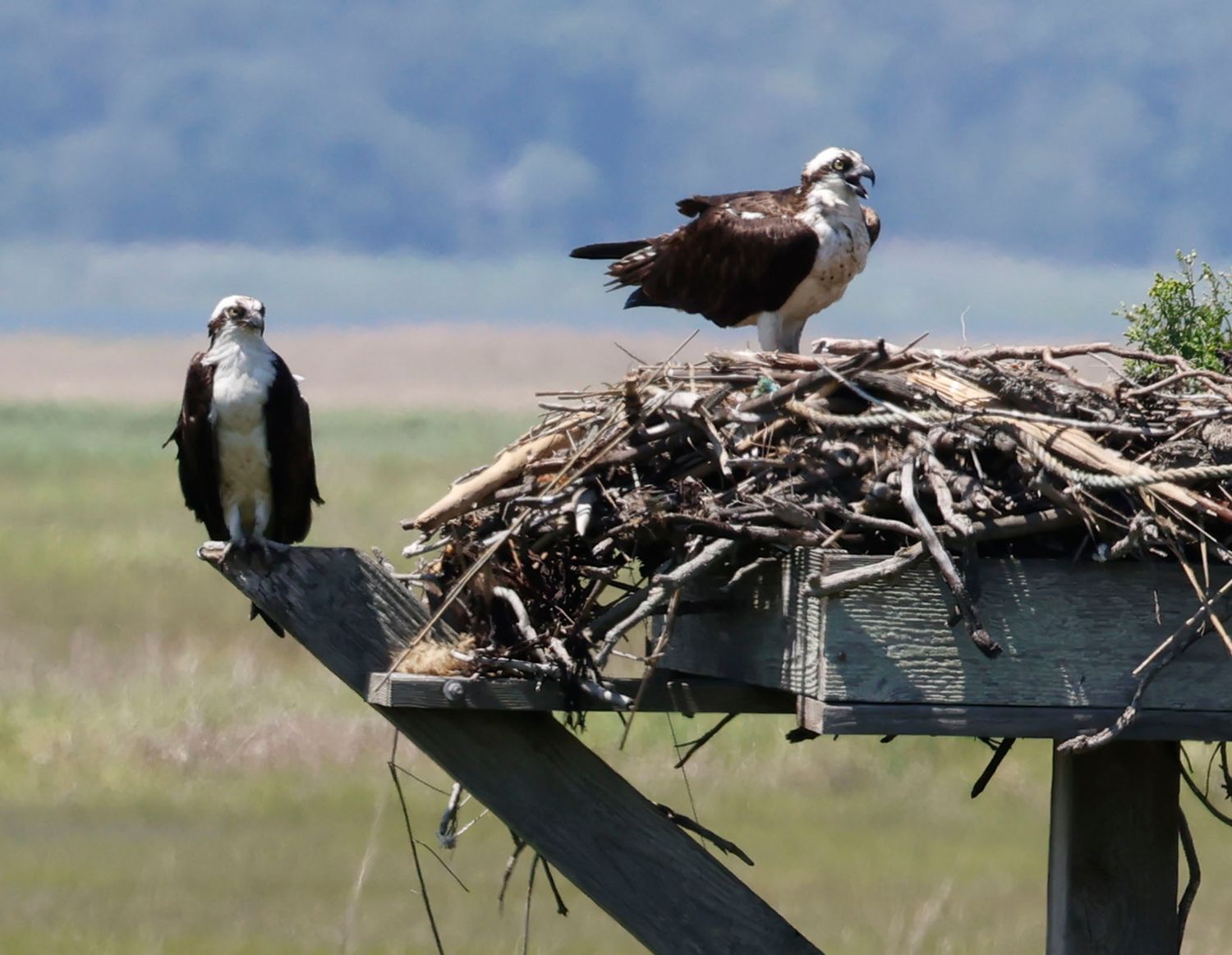 Osprey perched on a wooden pole nest with sticks and twigs against a blurred natural background.
