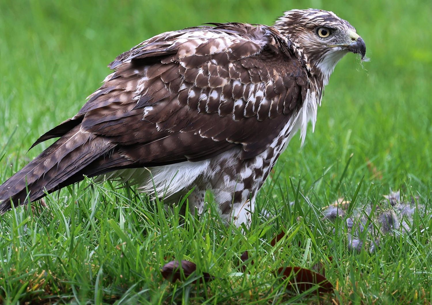 A red-tailed hawk hunts for prey in lush green grass.