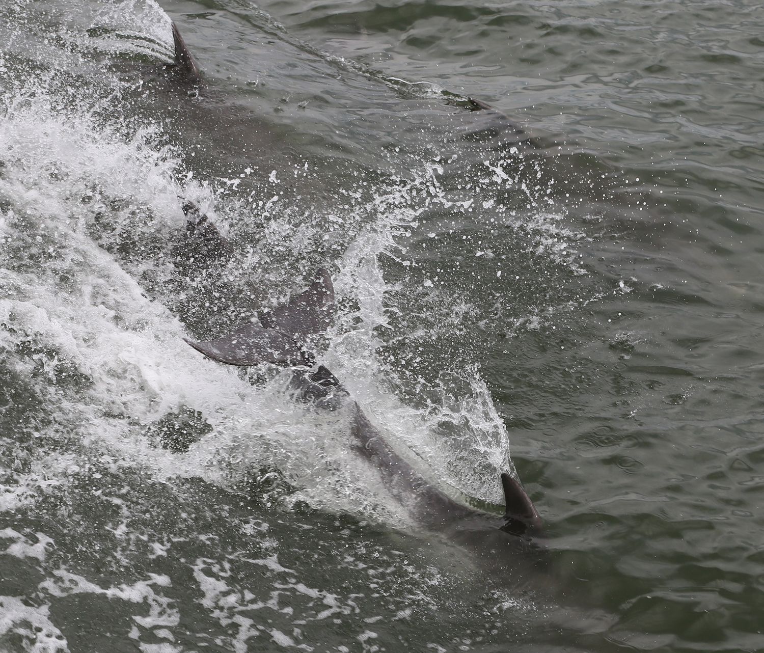 A sequence of splashing water images shows a dolphin gracefully leaping and diving back into the ocean's surface.