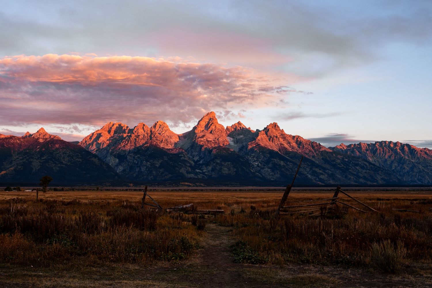 Grand Teton mountain range glowing pink at sunrise over golden autumn plains.