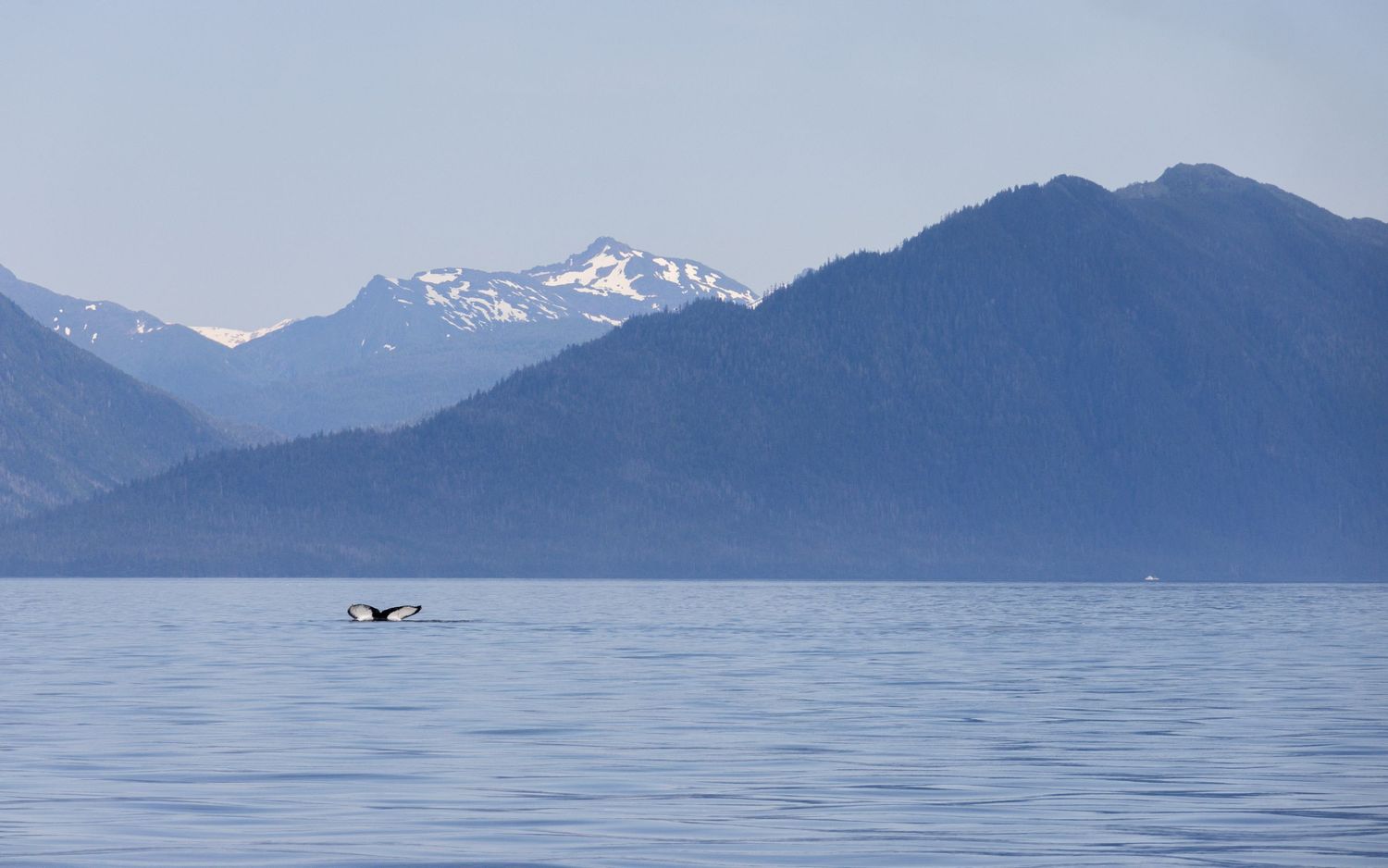 A small boat cruises across calm waters with snow-capped mountains rising dramatically in the background.