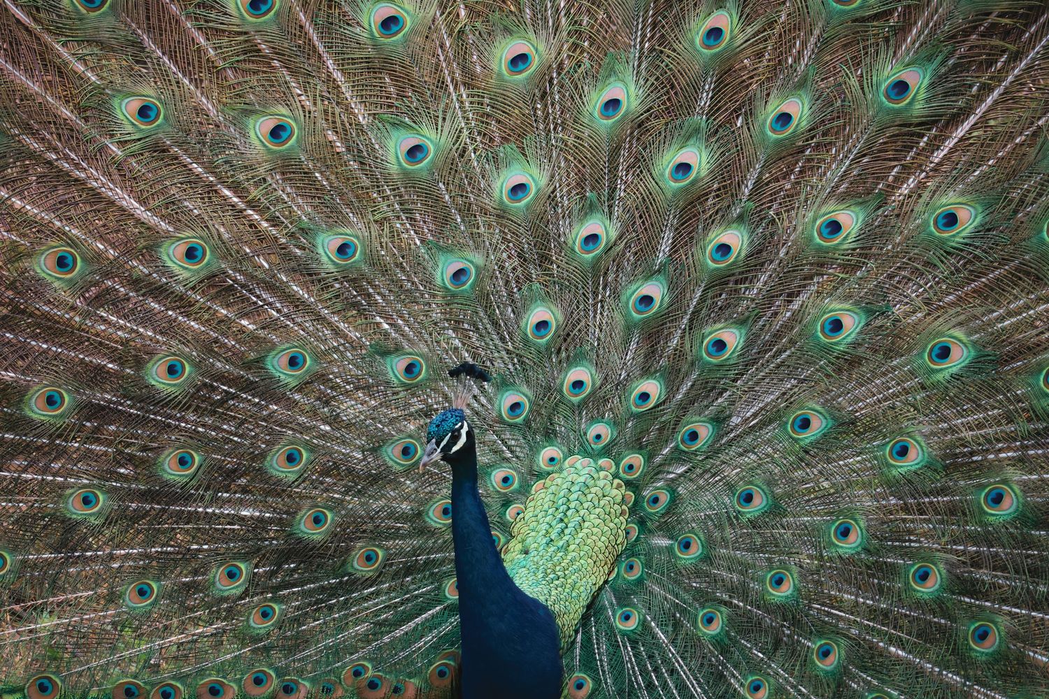 A majestic peacock displays its vibrant tail feathers in a full fan pattern showing iridescent blue and green eyespots.