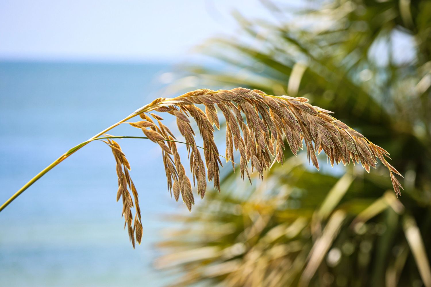 Golden sea oats grass plume sways against blurred blue ocean and palm fronds in tropical beach setting.