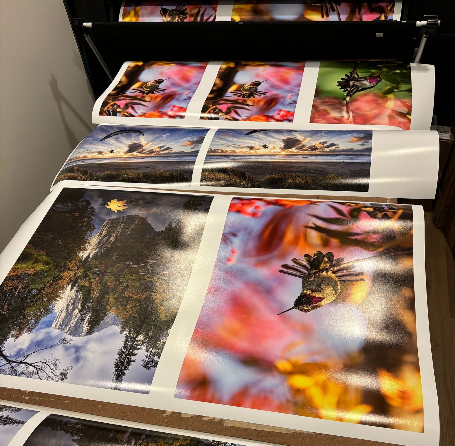 Multiple printed photographs showing nature scenes and wildlife displayed on a printer surface with colorful images.