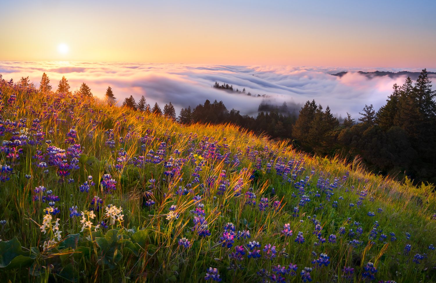 Panoramic sunset view of Mount Tamalpais with wildflowers blooming in the foreground. Photo by Jeff Lewis of landESCAPEvisuals.