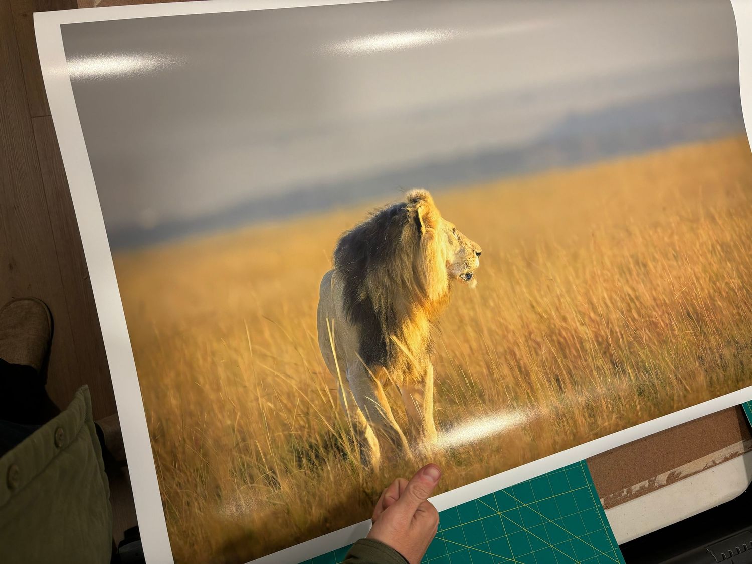 Large panoramic print of a lion in a golden field, printed in the Escaype Print Lab in Marin County, California.