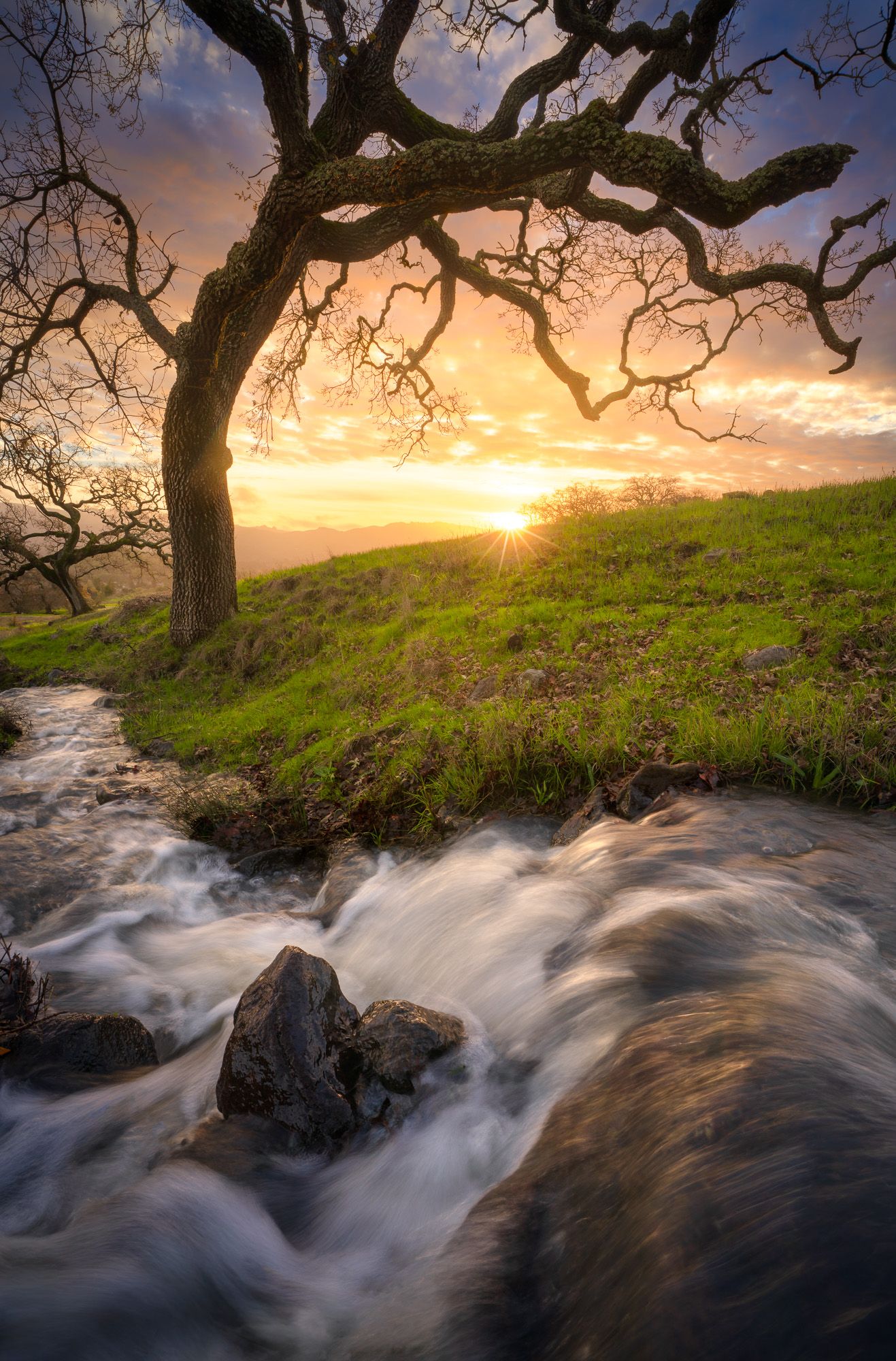 Rushing water cascades over rocks beneath twisted oak trees at golden sunset in Marin County, CA. Photo by Jeff Lewis of landESCAPEvisuals.