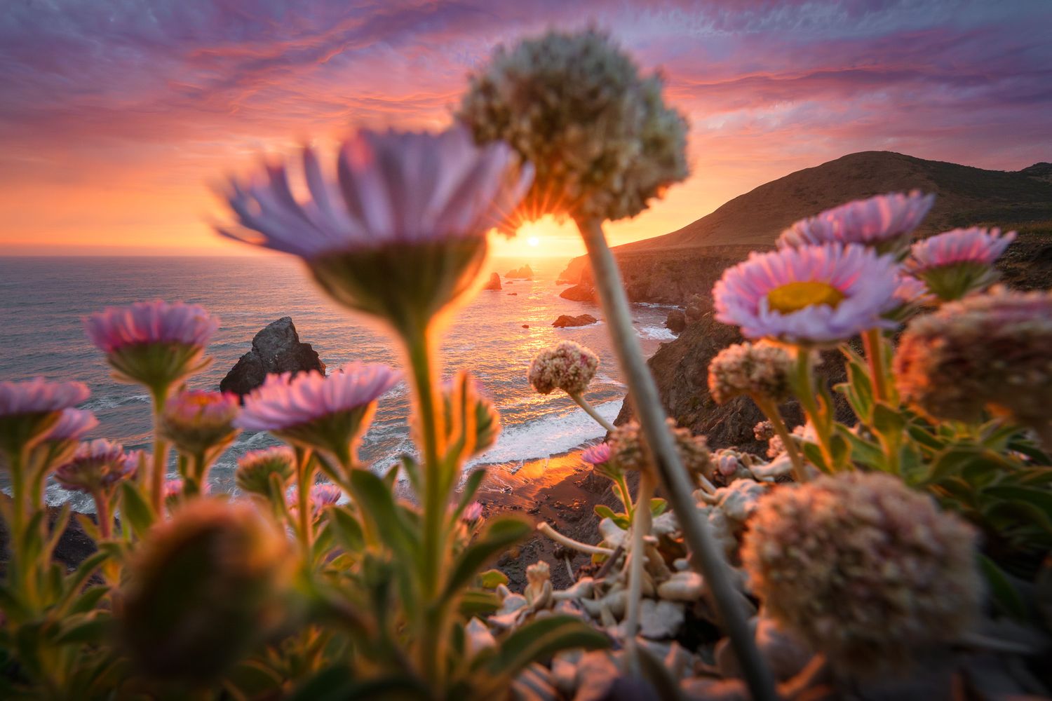 Coast daisies glowing in golden sunset light with mountain landscape in background. Photo by Jeff Lewis of landESCAPEvisuals.