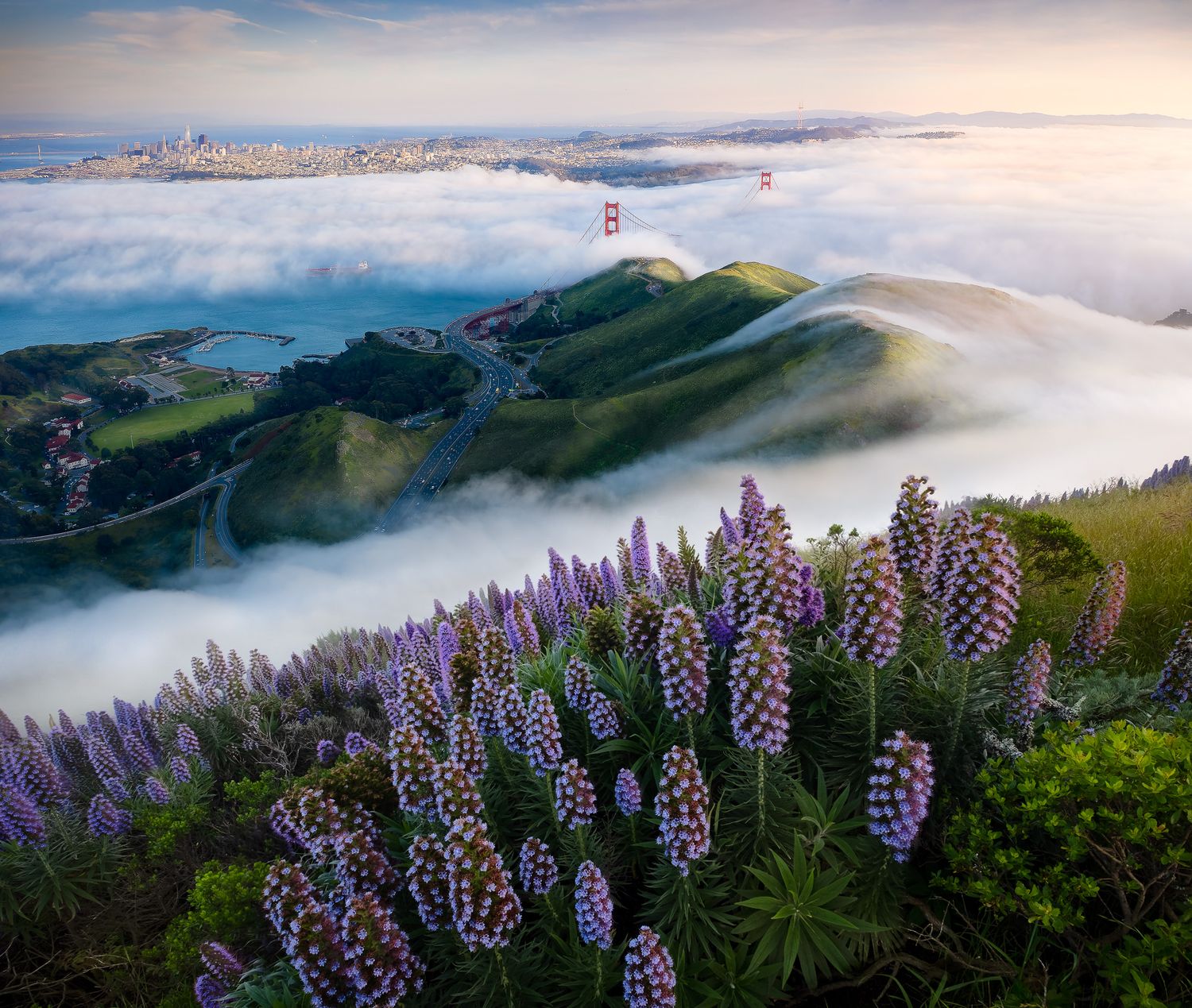 Panoramic view of fog rolling over Mount Tamalpais with purple lupine flowers in the foreground. Photo by Jeff Lewis of landESCAPEvisuals.