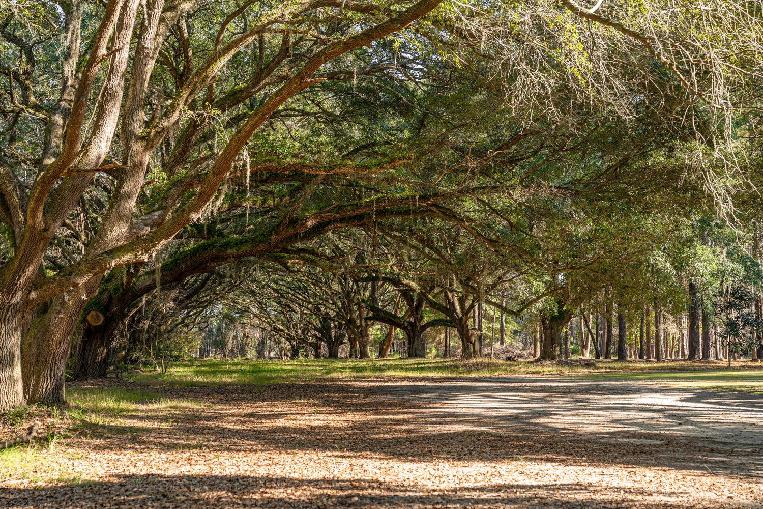 A scenic tree-lined path with sprawling live oak trees forming a natural canopy over a dirt road covered in fallen leaves.