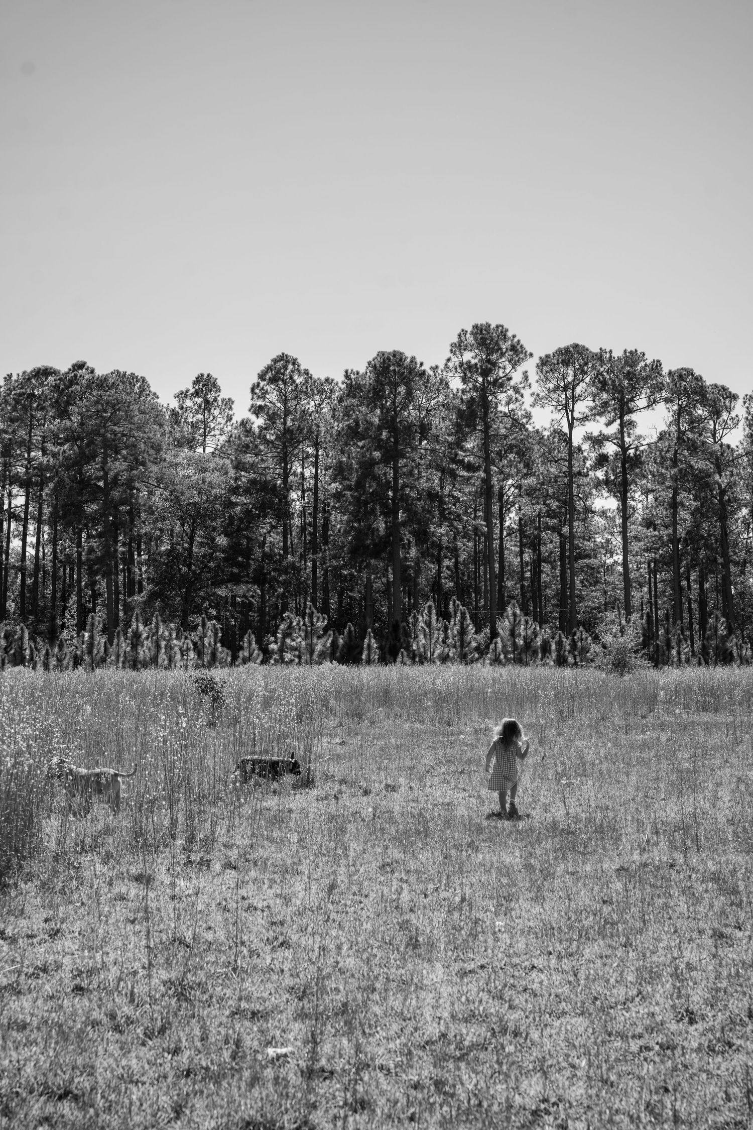 Black and white landscape photo of a grassy field with tall pine trees in the background.