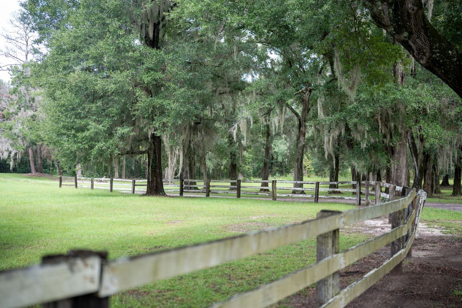 Tree-lined gravel path at a rustic plantation venue with wooden fencing.