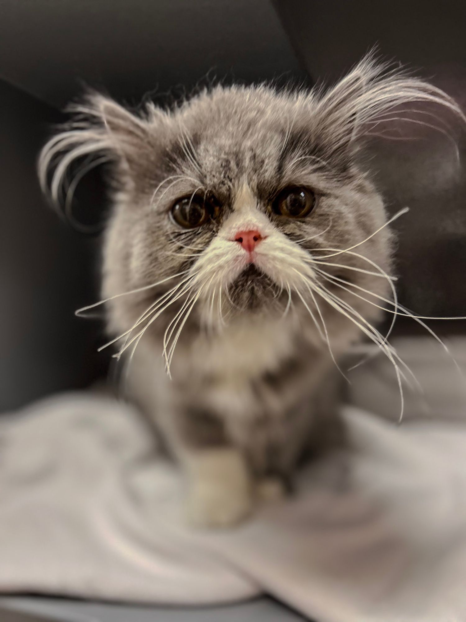 Close-up portrait of a Persian cat's face showing whiskers and nose.