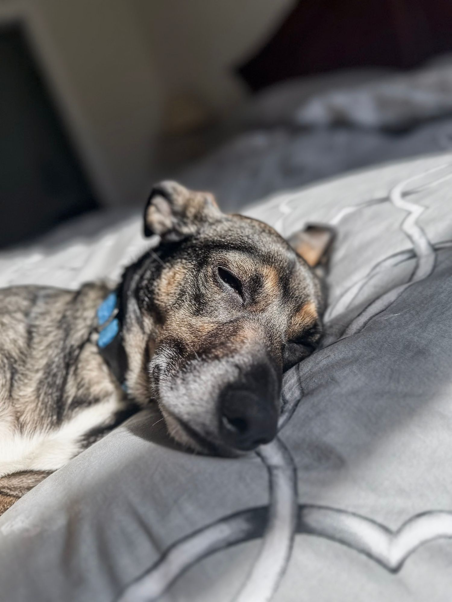 Sleeping dog resting peacefully on gray bedding.