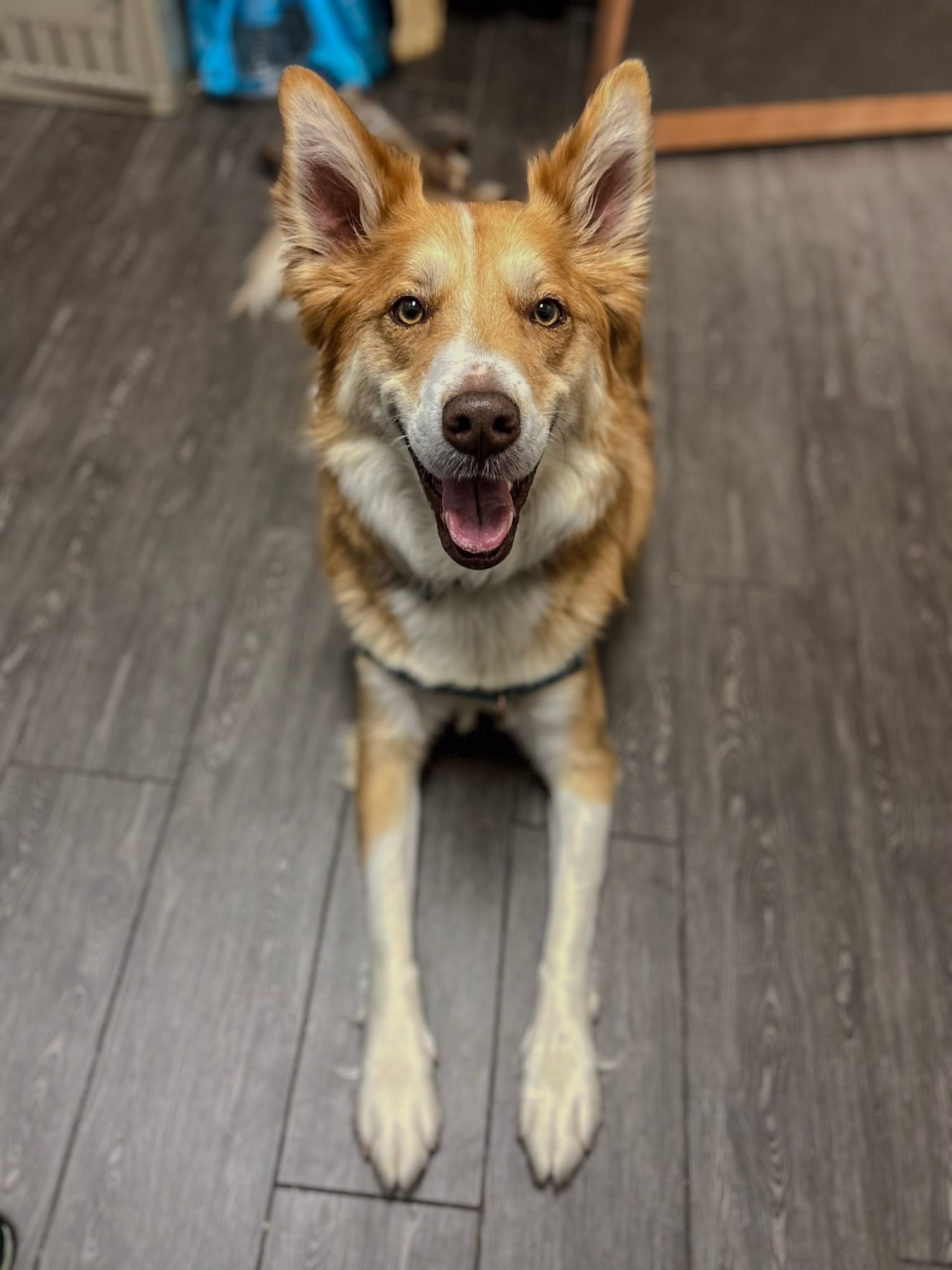 Happy brown and white dog sitting on dark hardwood flooring with a cheerful expression.