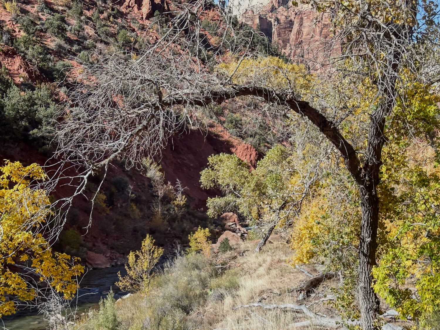 Curved tree branch frames autumn foliage against red rock canyon walls.