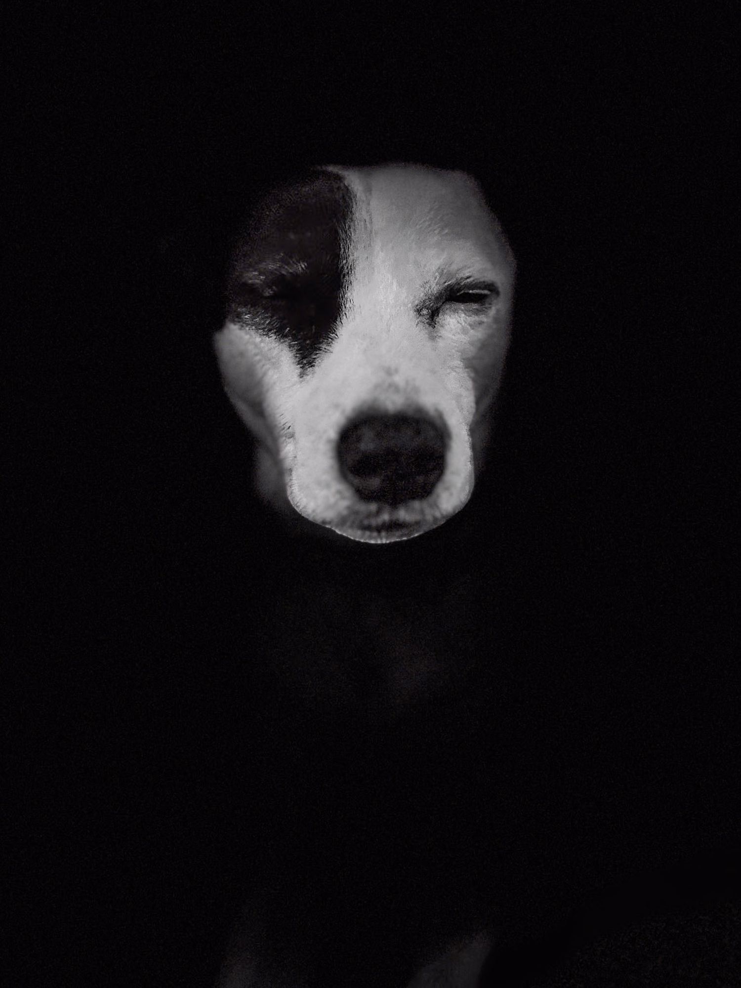 Dramatic black and white close-up of a dog's nose against dark background.